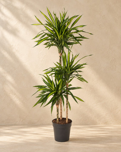 Dracaena Riki (Dracaena fragrans 'Riki') van 140 cm hoog in kweekpot van 24 cm