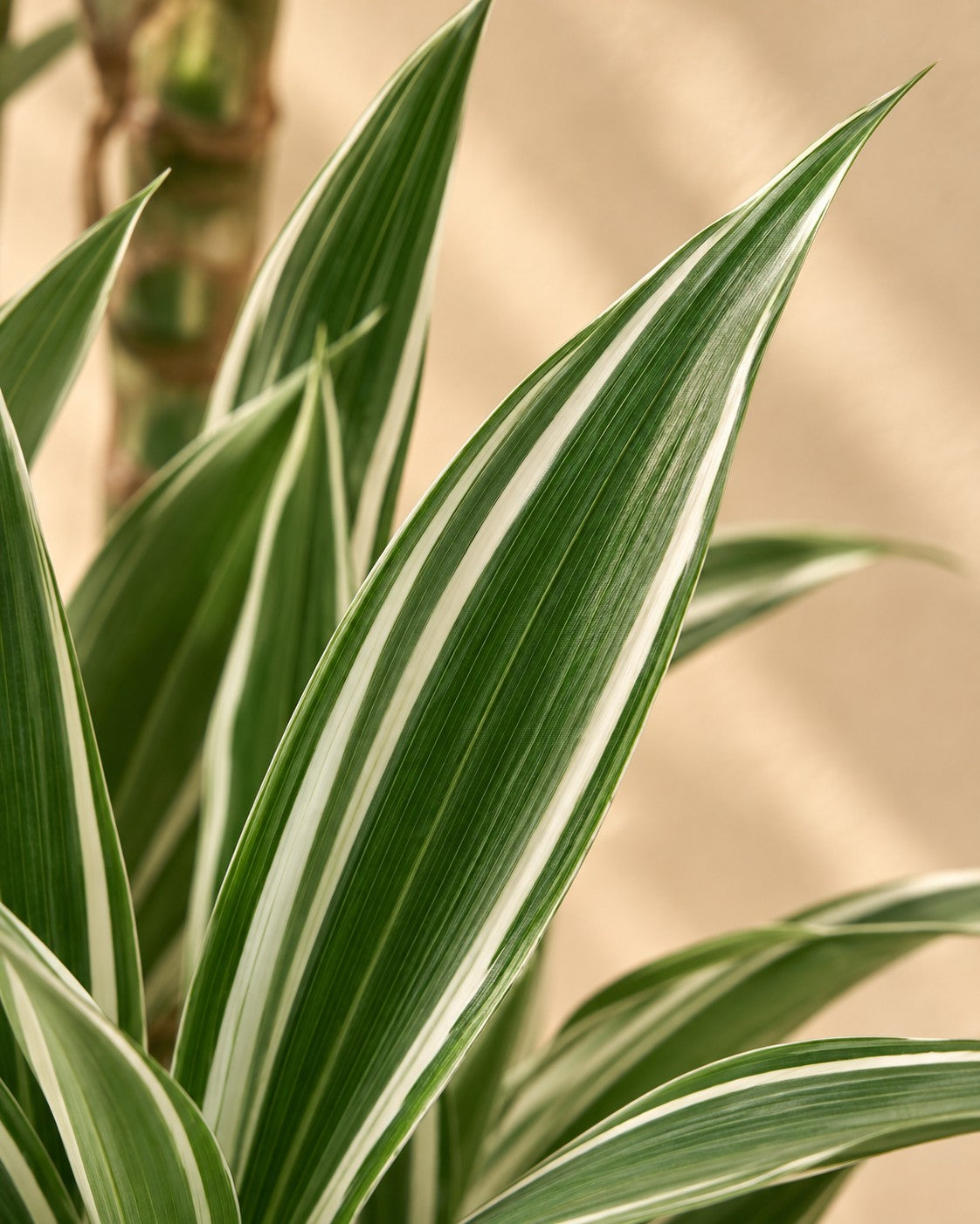 Close-up van het blad van de Dracaena White Stripe (Dracaena fragrans 'White Stripe')