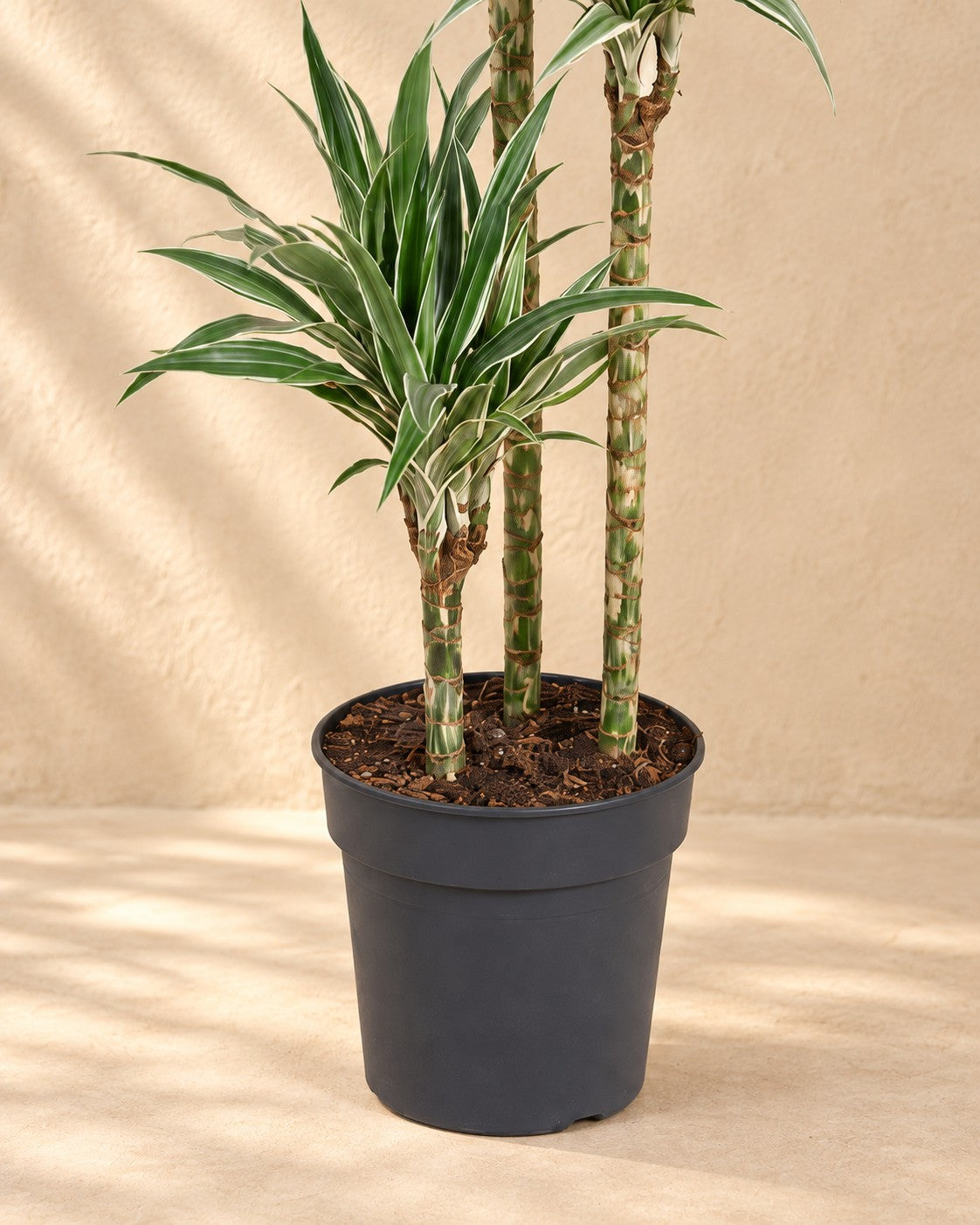 Onderste deel van de Dracaena White Stripe (Dracaena fragrans 'White Stripe') met de kweekpot