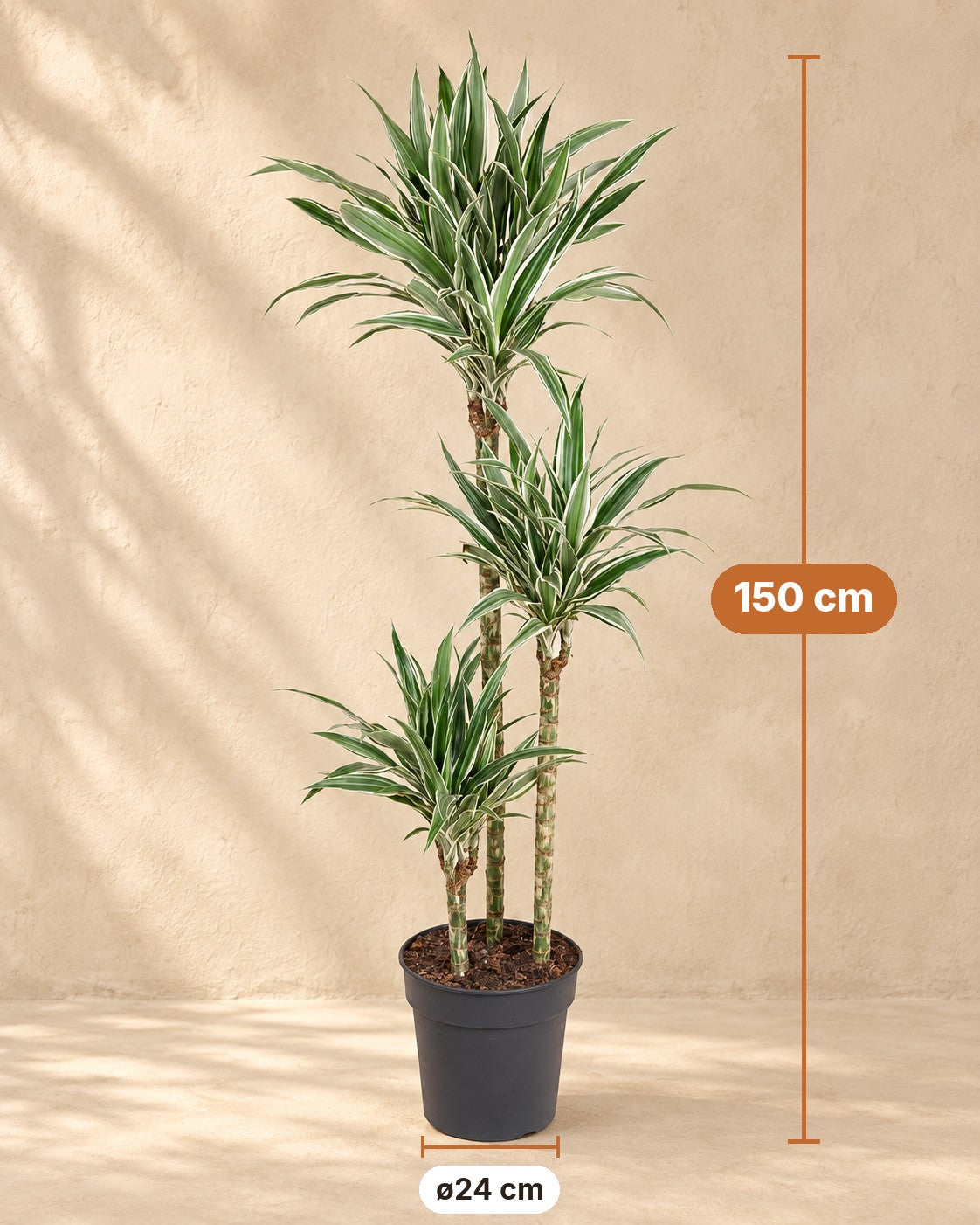 Afmetingen Dracaena White Stripe: 150 cm hoog, pot ø24 cm