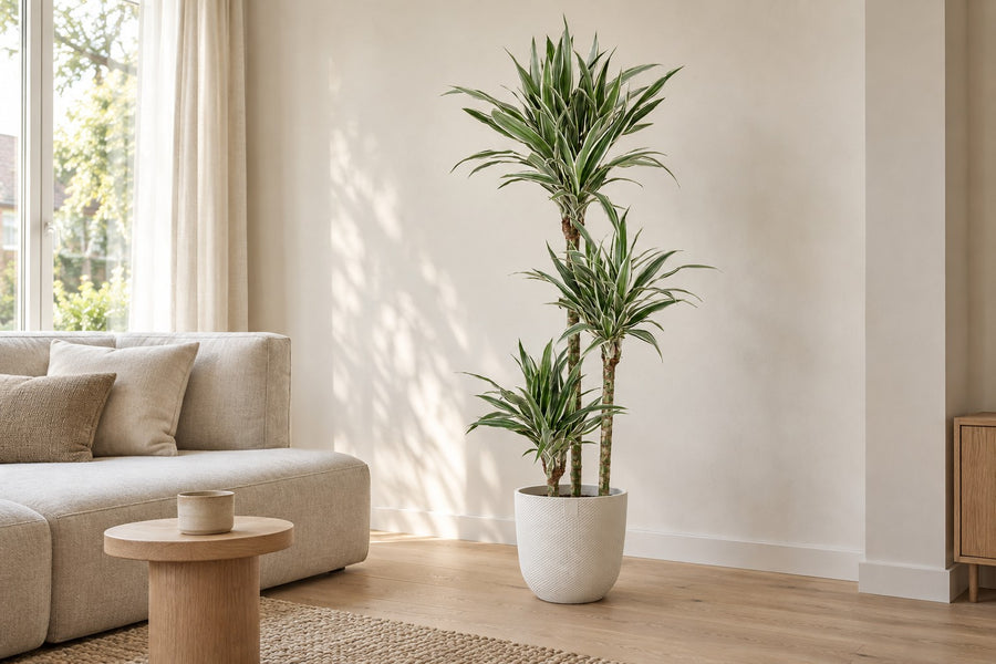 Dracaena White Stripe (drakenbloedboom) 150 cm hoog, pot ø24 cm