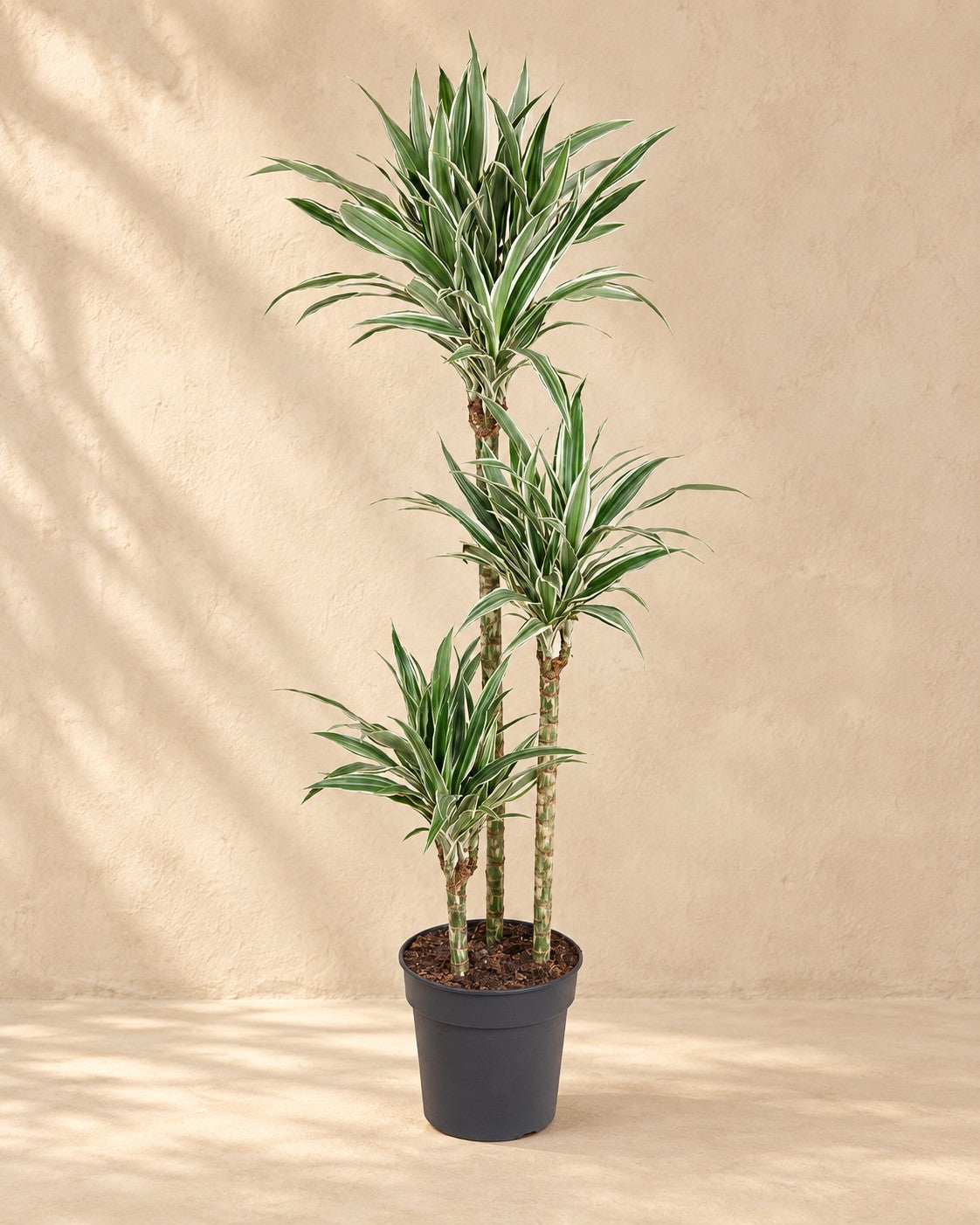 Dracaena White Stripe (Dracaena fragrans 'White Stripe'), 150 cm høj i en 24 cm dyrkningspotte