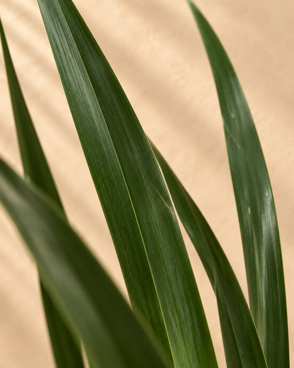 Närbild på bladen hos Drakblodsträd (Dracaena draco)