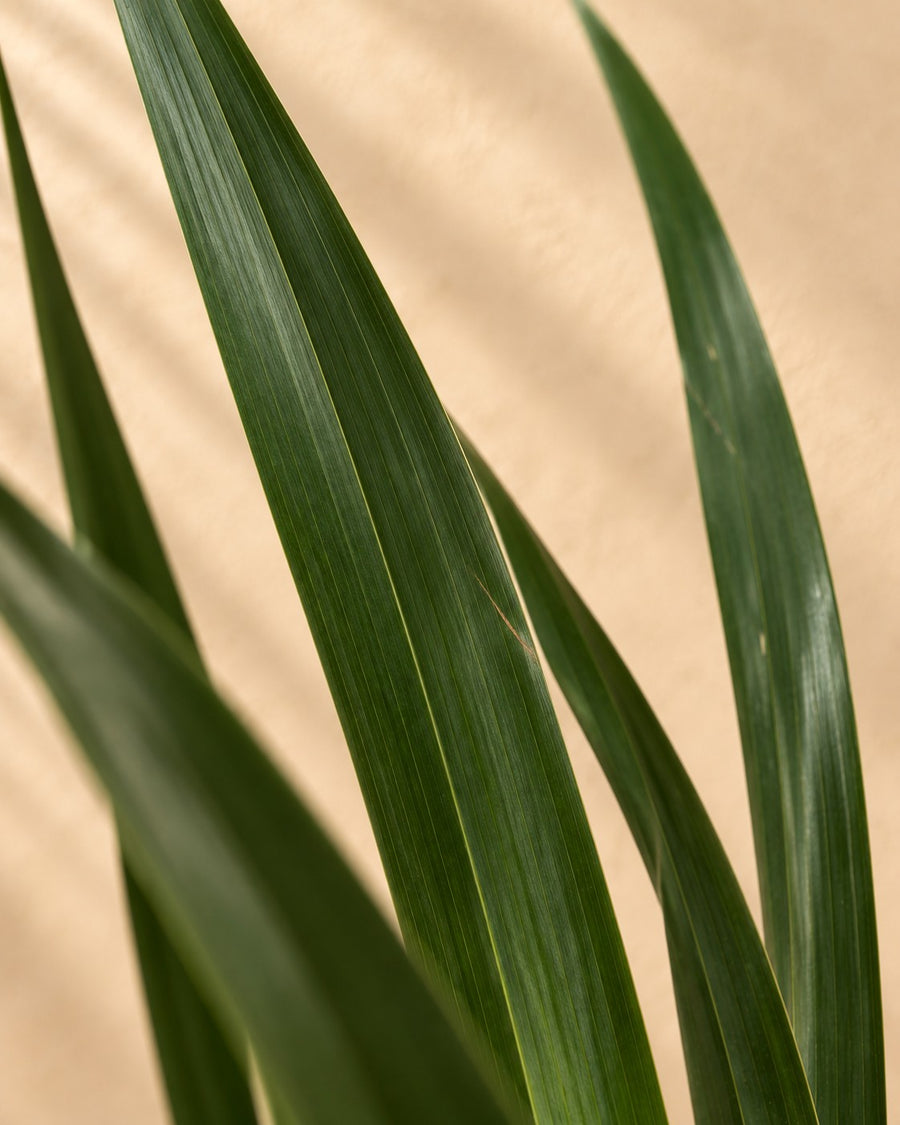 Arbre à sang de dragon (Dracaena draco) 100 cm de haut, pot ø24 cm