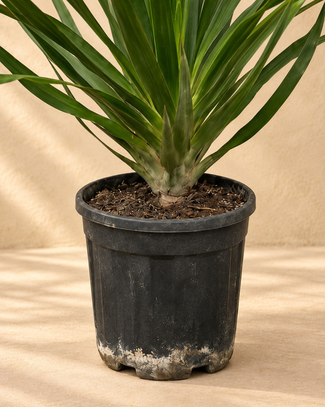 Partie basse de Arbre à sang de dragon (Dracaena draco) avec son pot de culture