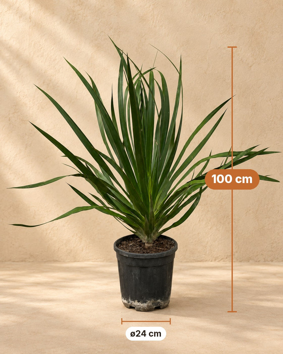 Arbre à sang de dragon (Dracaena draco) 100 cm de haut, pot ø24 cm