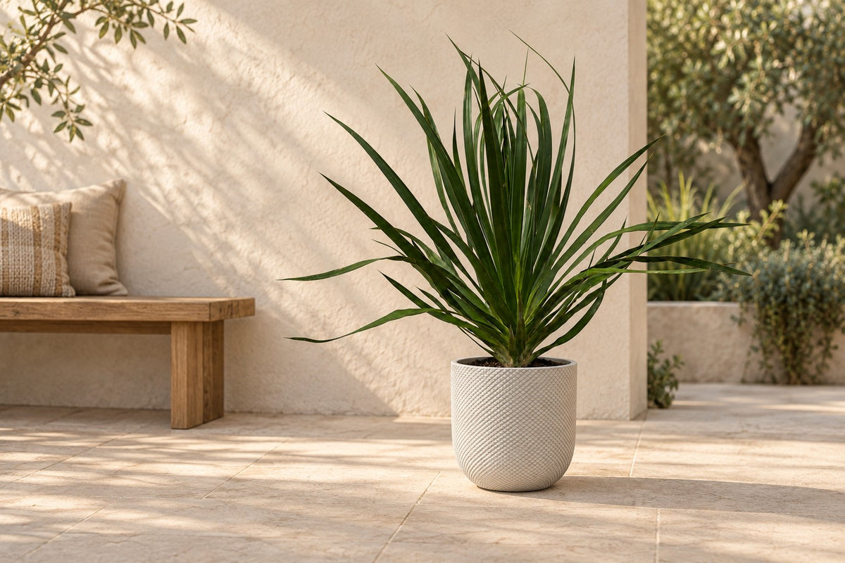 Drakenbloedboom van 100 cm in sierpot Elho Jazz Round wit op een terras