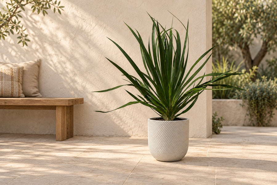 Arbre à sang de dragon (Dracaena draco) 100 cm de haut, pot ø24 cm