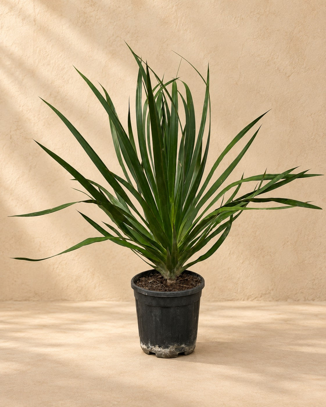 Drakblodsträd (Dracaena draco), 100 cm hög i en 24 cm odlingskruka