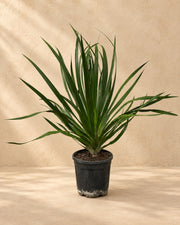 Arbre à sang de dragon (Dracaena draco), 100 cm de haut en pot de culture de 24 cm