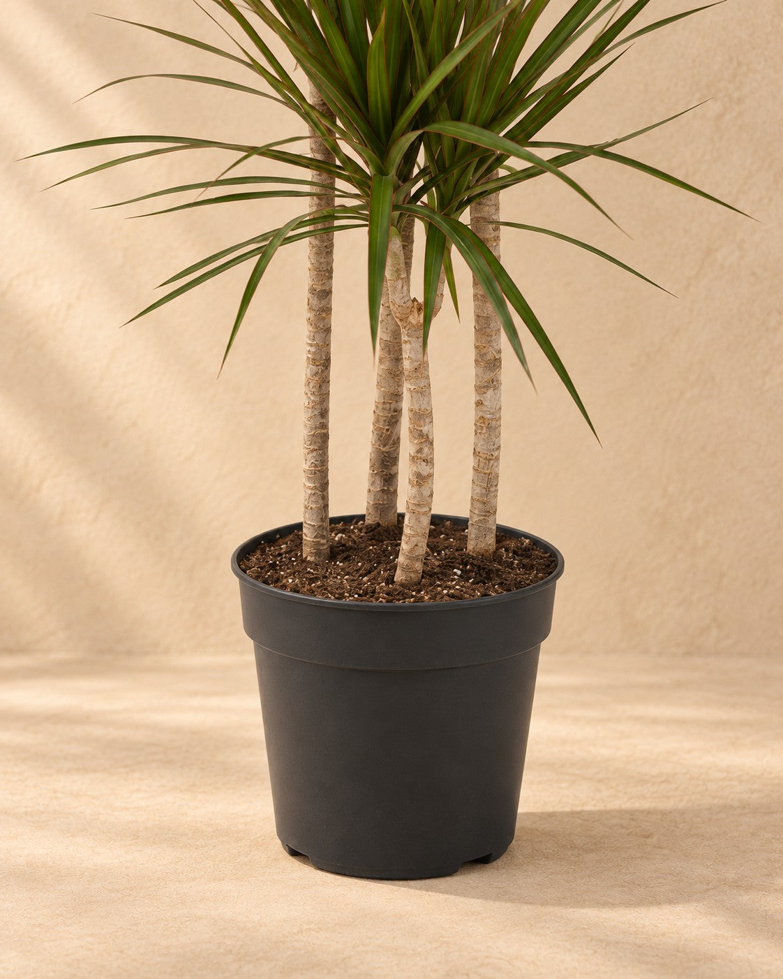 Partie basse de Arbre à sang de dragon (Dracaena marginata) avec son pot de culture