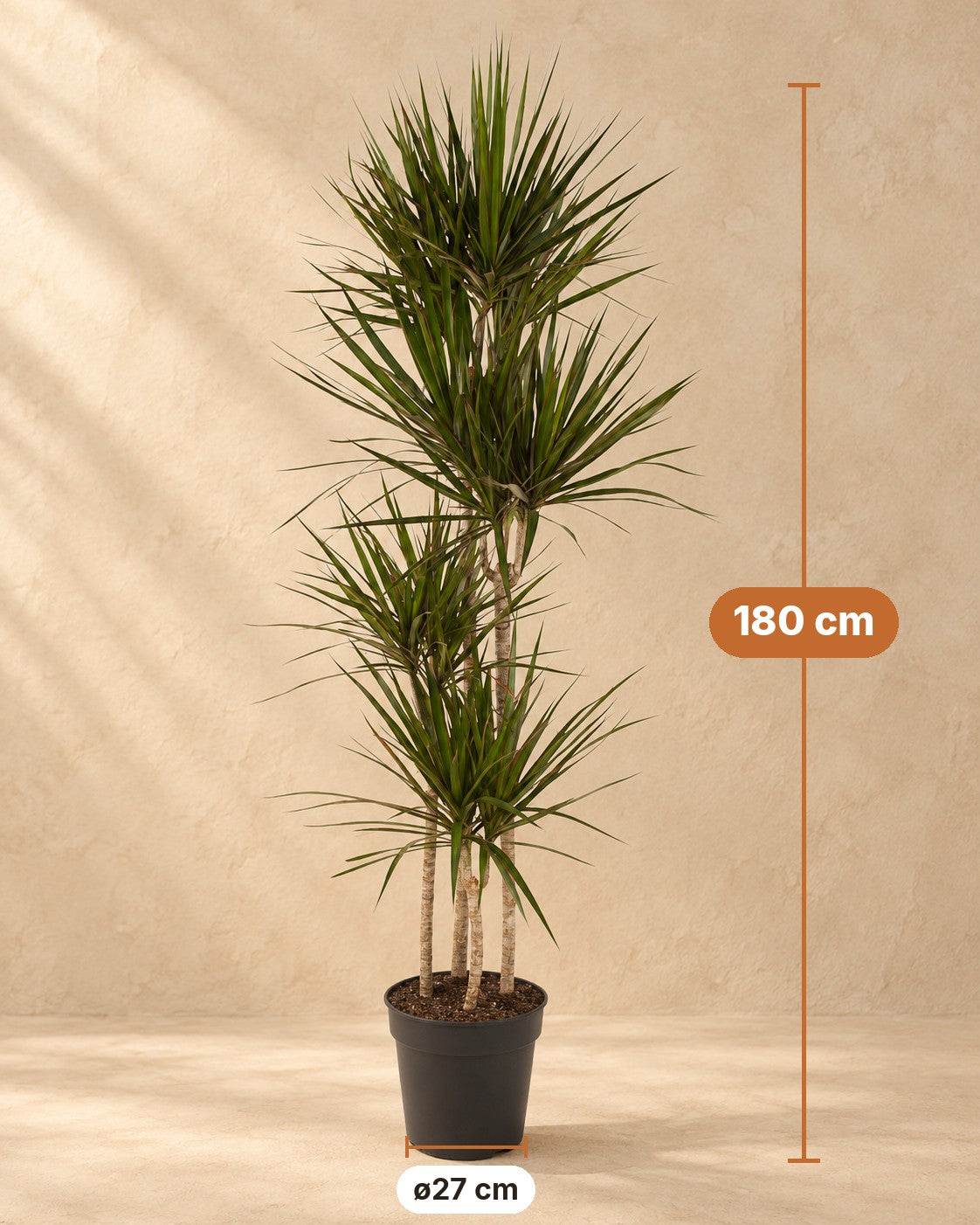 Dimensions Arbre à sang de dragon : 180 cm de haut, pot ø27 cm