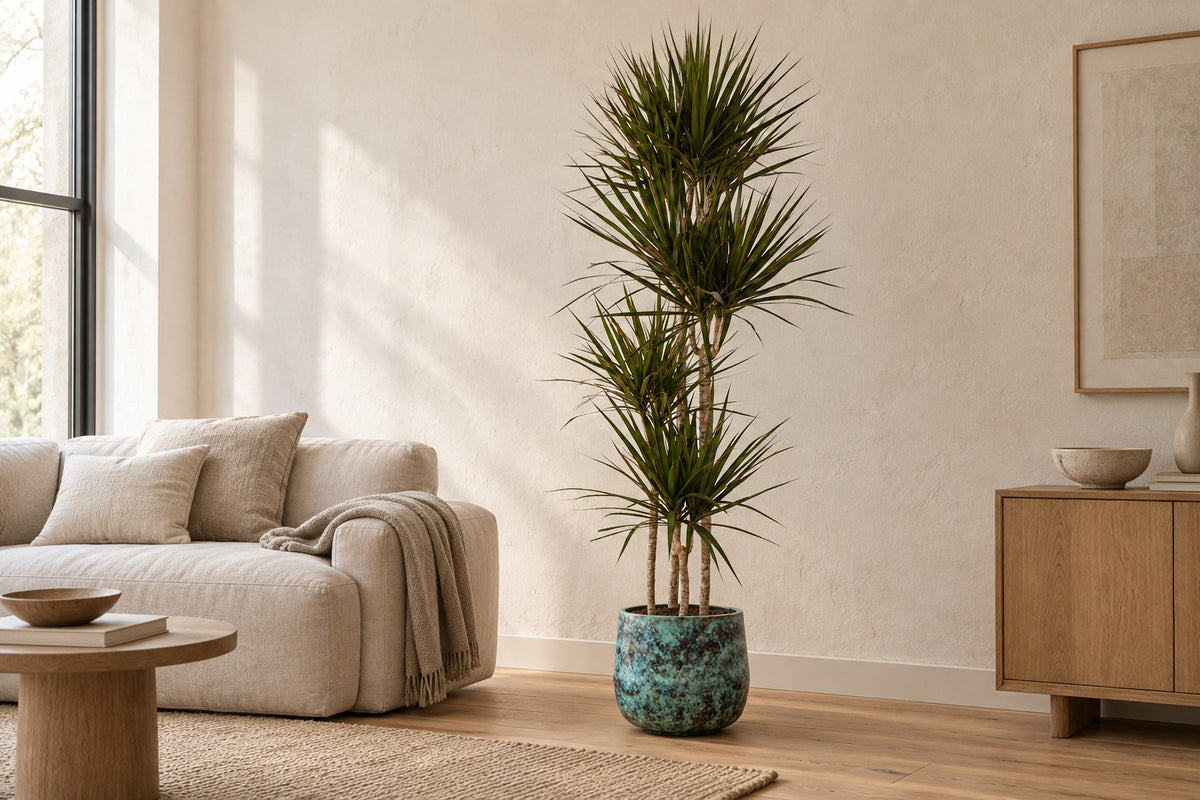 Arbre à sang de dragon, 180 cm, dans cache-pot Elisa Mystic Green dans un salon lumineux