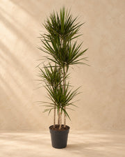 Arbre à sang de dragon (Dracaena marginata), 180 cm de haut en pot de culture de 27 cm