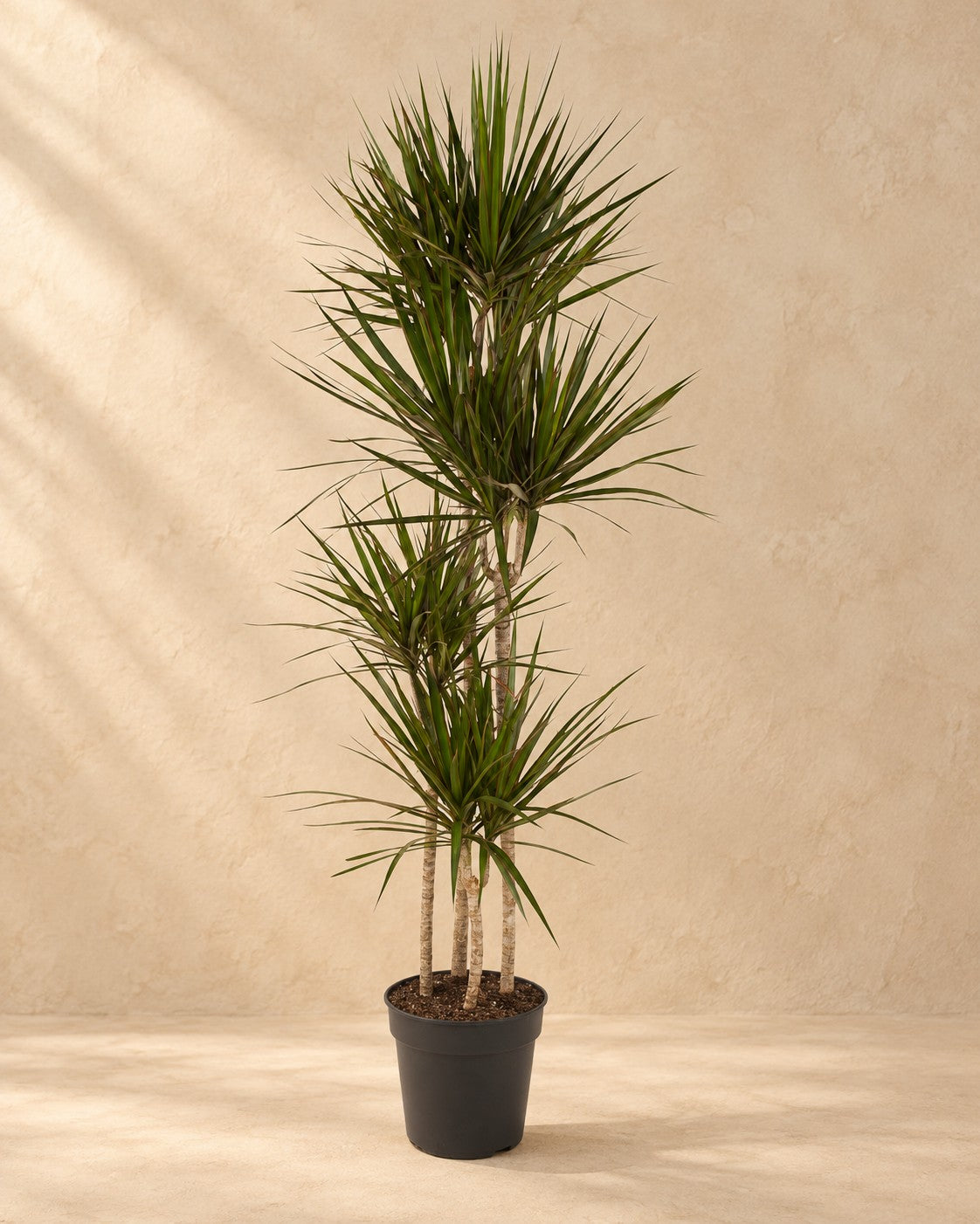 Arbre à sang de dragon (Dracaena marginata), 180 cm de haut en pot de culture de 27 cm