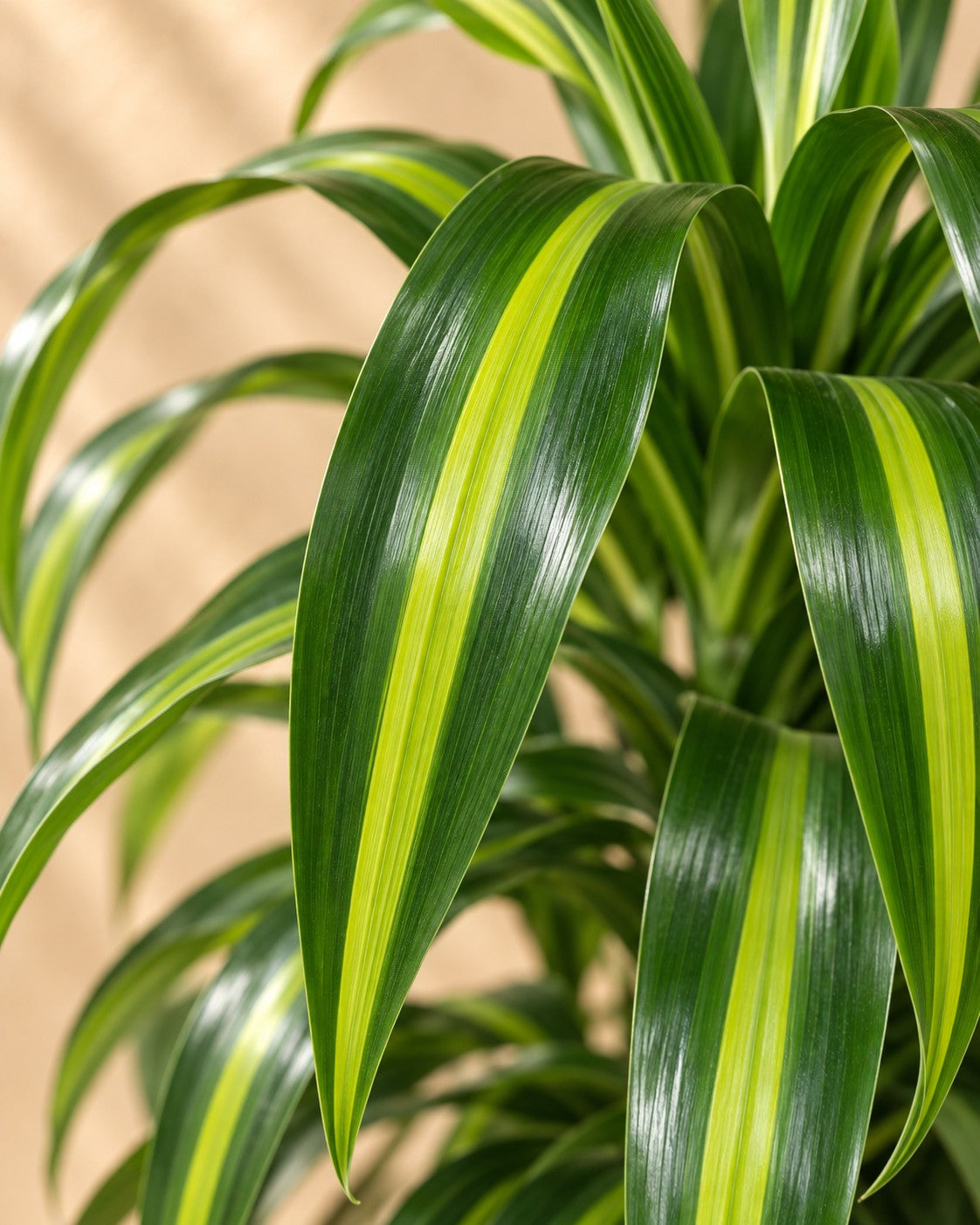 Close-up van het blad van de Drakenbloedboom Hawaiian Sunshine (Dracaena fragrans 'Hawaiian Sunshine')