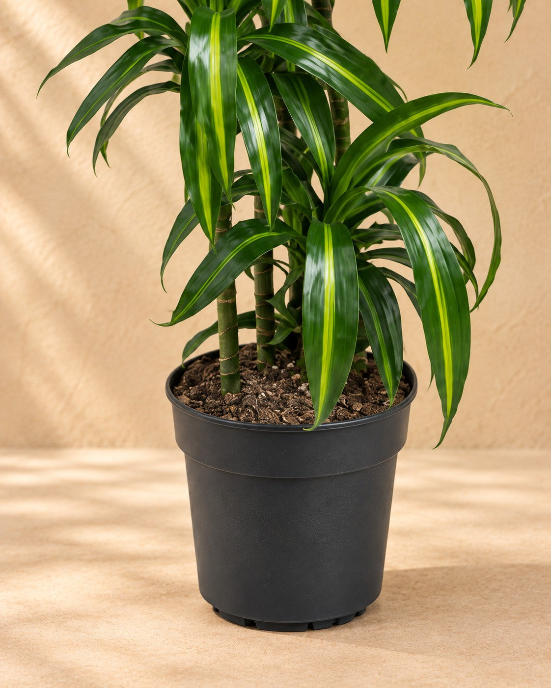 Onderste deel van de Drakenbloedboom Hawaiian Sunshine (Dracaena fragrans 'Hawaiian Sunshine') met de kweekpot