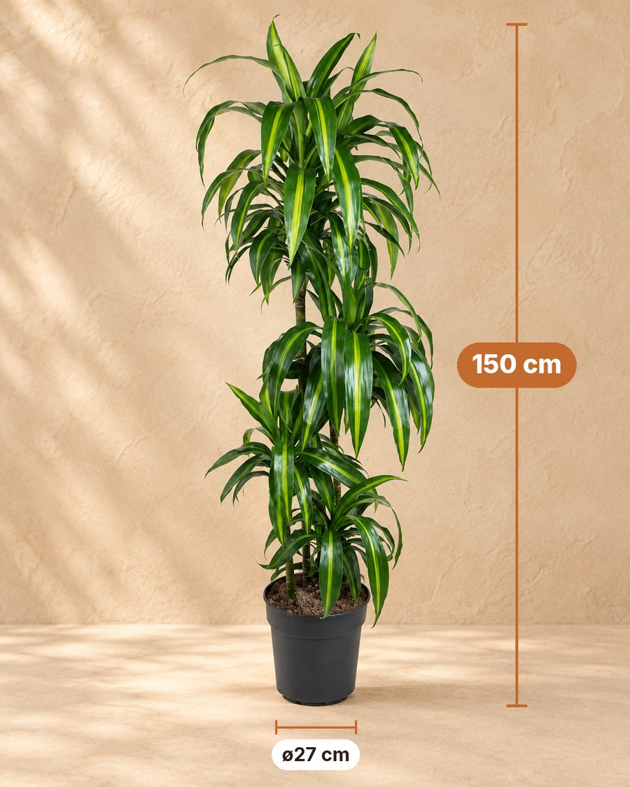 Drakenbloedboom Hawaiian Sunshine (Dracaena) 150 cm hoog, pot ø27 cm
