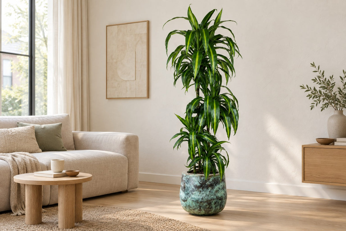 Drakenbloedboom Hawaiian Sunshine van 150 cm in sierpot Elisa Mystic Green in een lichte woonkamer
