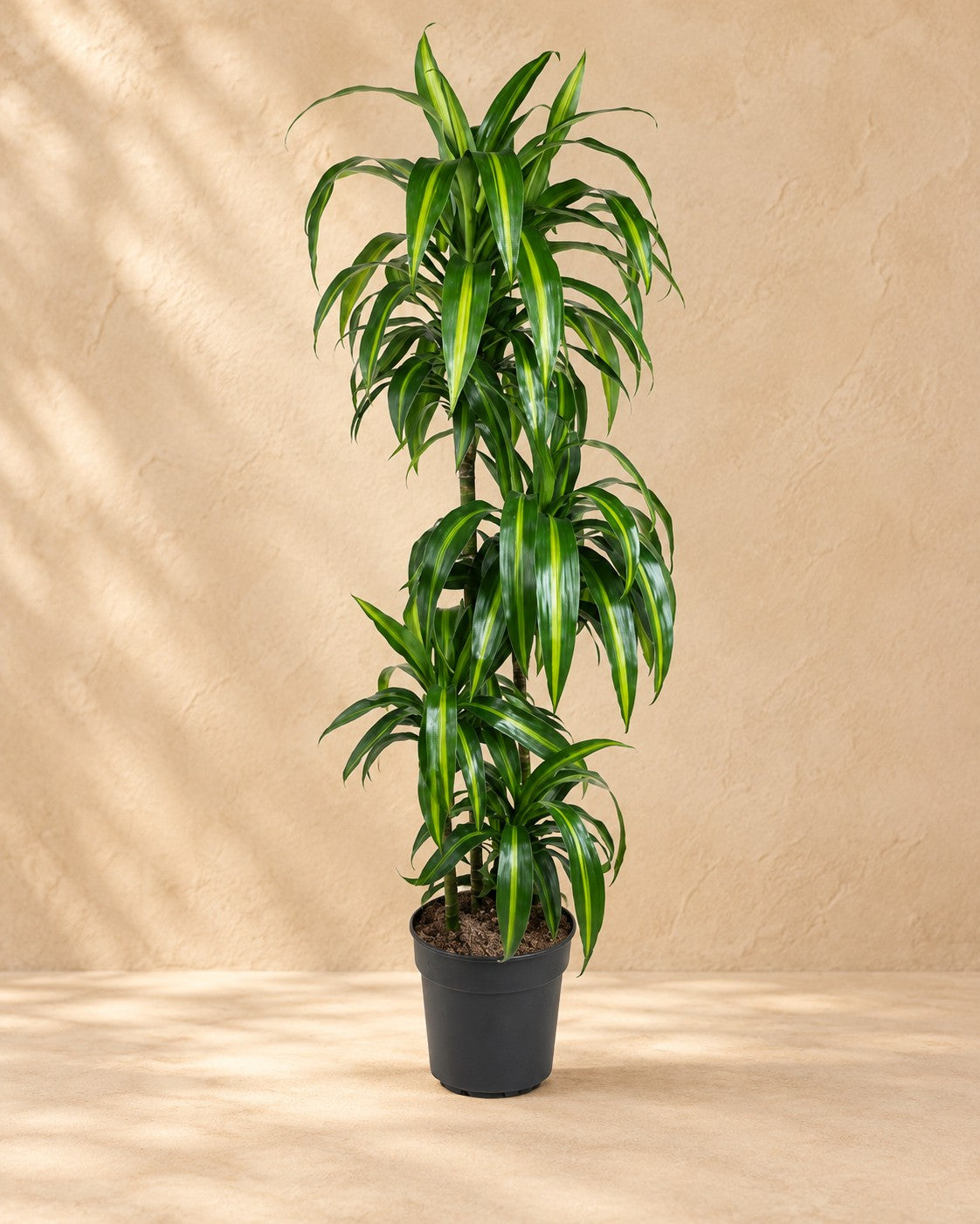 Drakenbloedboom Hawaiian Sunshine (Dracaena fragrans 'Hawaiian Sunshine') van 150 cm hoog in kweekpot van 27 cm