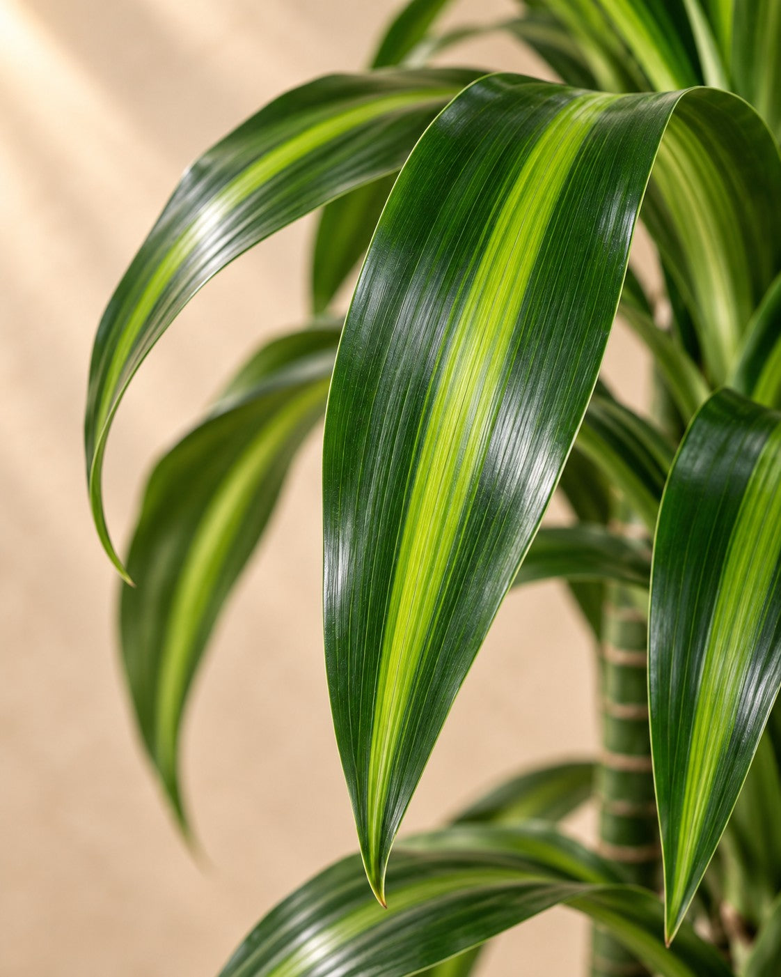 Närbild på bladen hos Drakblodsträd Hawaiiana karusell (Dracaena sp.)