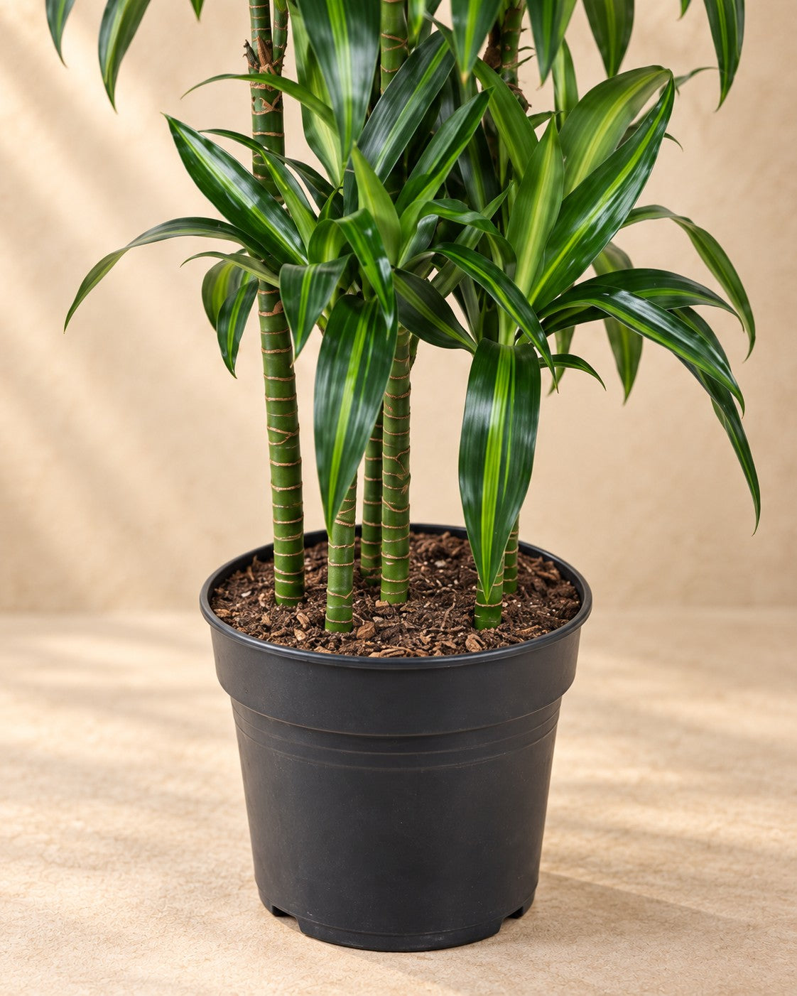 Onderste deel van de Drakenbloedboom Hawaiiana Carrousel (Dracaena sp.) met de kweekpot