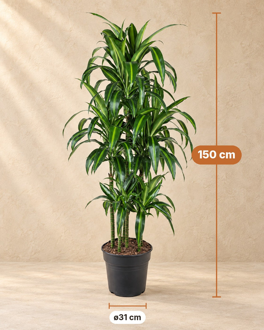 Drakenbloedboom Hawaiiana Carrousel (Dracaena) 150 cm hoog, pot ø31 cm