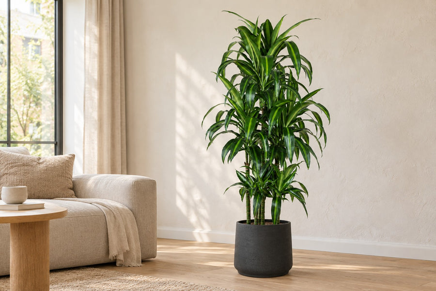 Drakenbloedboom Hawaiiana Carrousel (Dracaena) 150 cm hoog, pot ø31 cm