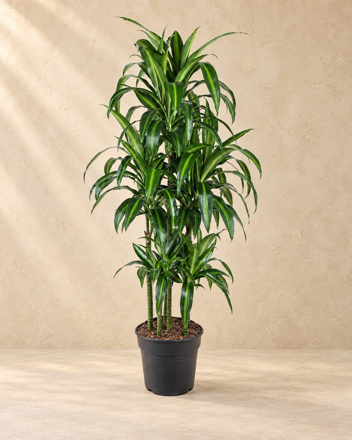 Drakblodsträd Hawaiiana karusell (Dracaena sp.), 150 cm hög i en 31 cm odlingskruka