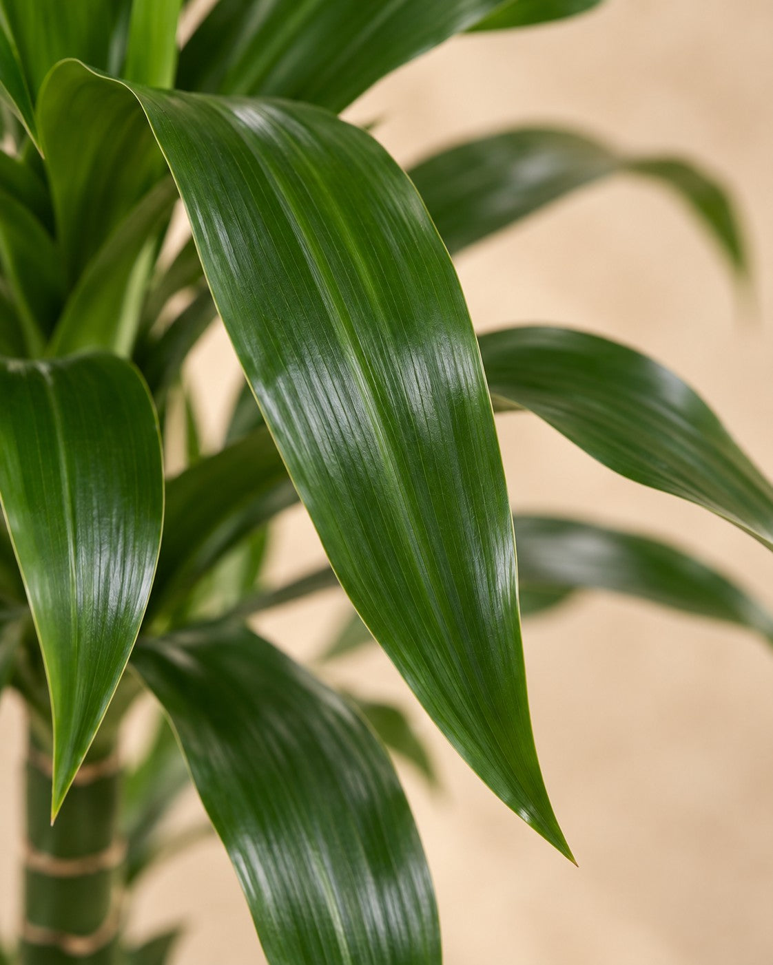 Närbild på bladen hos Dracena 'Janet Craig' (Dracaena fragrans 'Janet Craig')