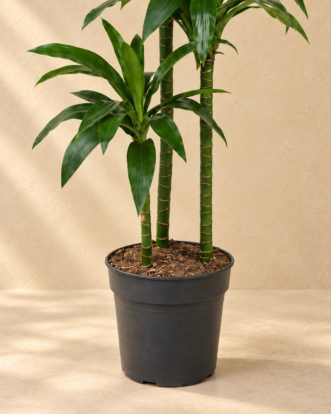 Onderste deel van de Drakenbloedboom Janet Craig (Dracaena fragrans 'Janet Craig') met de kweekpot