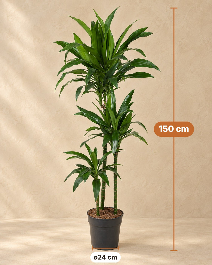 Drakenbloedboom Janet Craig (Dracaena) 150 cm hoog, pot ø24 cm