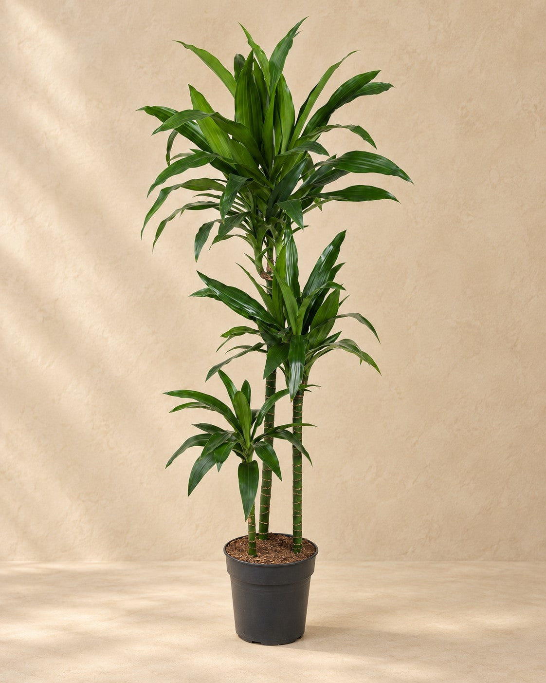 Dracena 'Janet Craig' (Dracaena fragrans 'Janet Craig'), 150 cm hög i en 24 cm odlingskruka