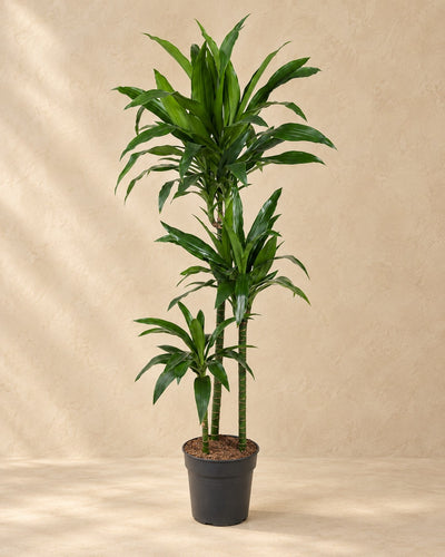 Drakenbloedboom Janet Craig (Dracaena fragrans 'Janet Craig') van 150 cm hoog in kweekpot van 24 cm