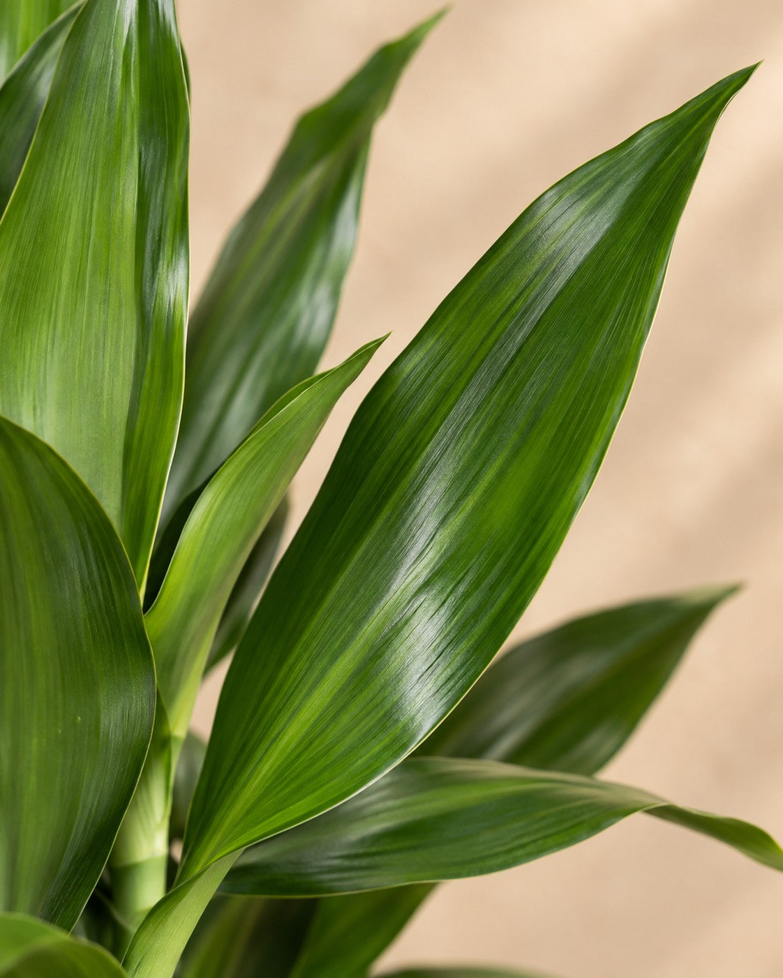 Närbild på bladen hos Dracena Janet Lind förgrenad (Dracaena fragrans 'Janet Lind')