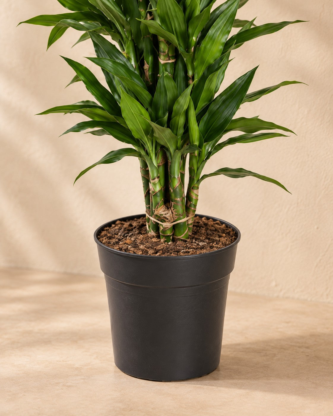 Partie basse de Dragonnier Janet Lind ramifié (Dracaena fragrans 'Janet Lind') avec son pot de culture