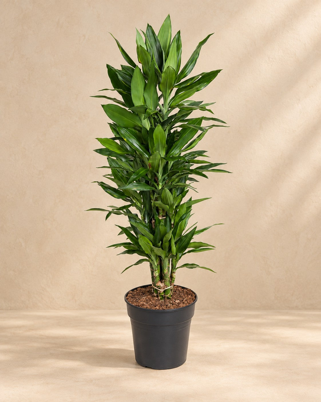 Dracena Janet Lind förgrenad (Dracaena fragrans 'Janet Lind'), 110 cm hög i en 27 cm odlingskruka