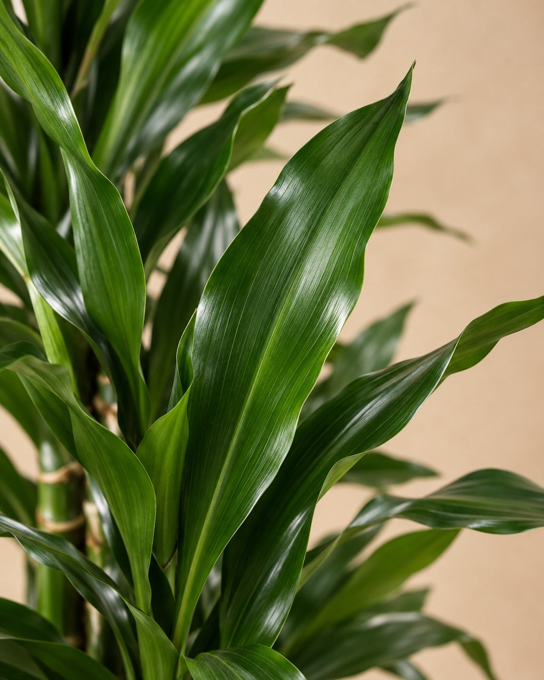 Närbild på bladen hos Dracena 'Janet Lind' förgrenad (Dracaena fragrans 'Janet Lind')