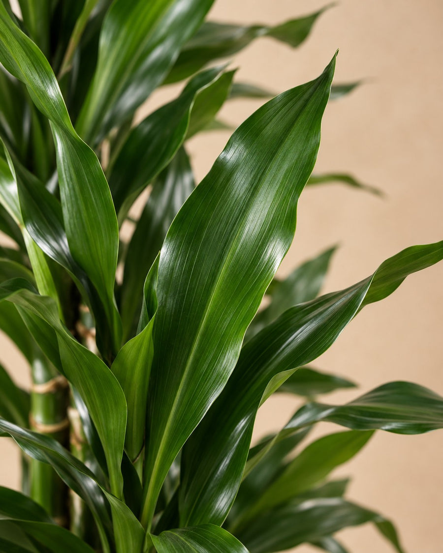 Dragonnier Janet Lind ramifié (Dracaena) 170 cm de haut, pot ø34 cm