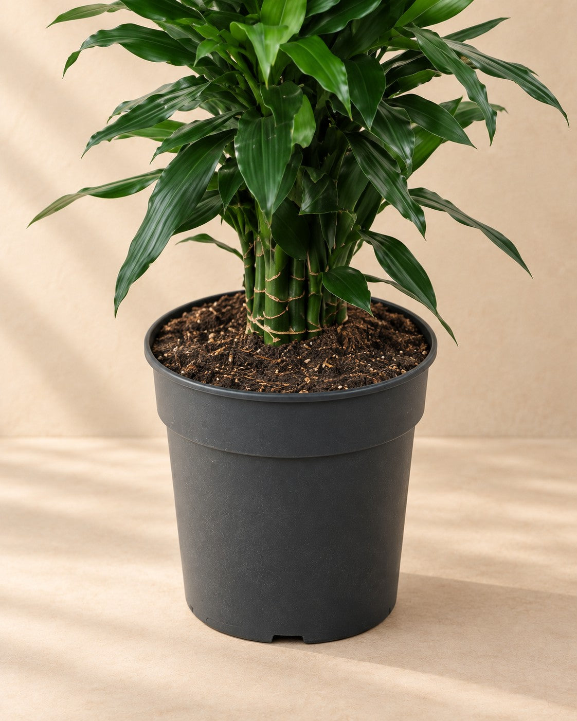 Partie basse de Dragonnier Janet Lind ramifié (Dracaena fragrans 'Janet Lind') avec son pot de culture