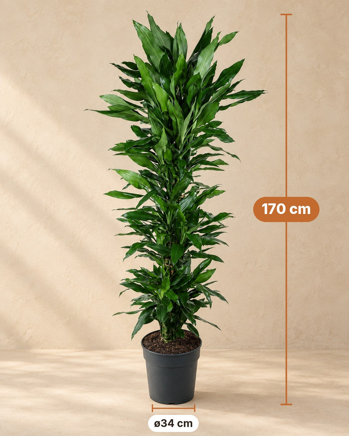 Dimensions Dragonnier Janet Lind ramifié : 170 cm de haut, pot ø34 cm