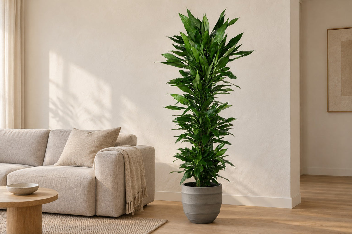 Albero del drago Janet Lind ramificato, 170 cm, in vaso Bordo New Egg Grey in un soggiorno luminoso