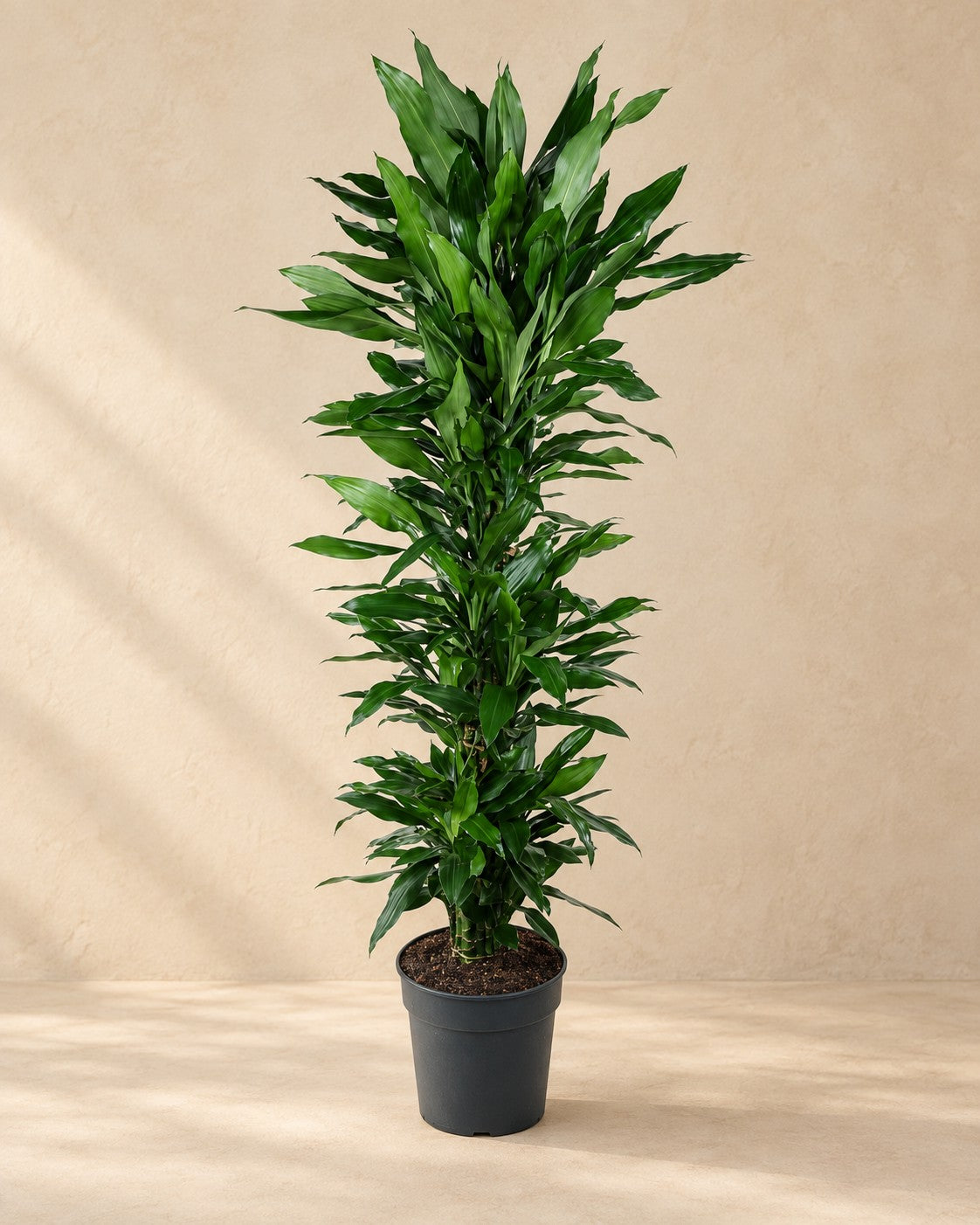 Dracena 'Janet Lind' förgrenad (Dracaena fragrans 'Janet Lind'), 170 cm hög i en 34 cm odlingskruka