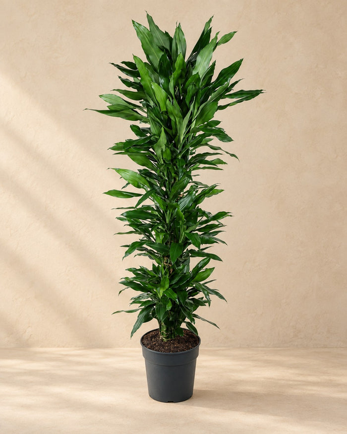 Dragonnier Janet Lind ramifié (Dracaena fragrans 'Janet Lind'), 170 cm de haut en pot de culture de 34 cm