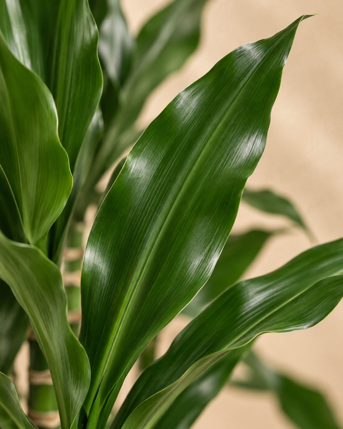 Närbild på bladen hos Drakblodsträd Janet Lind XXL (Dracaena fragrans 'Janet Lind')