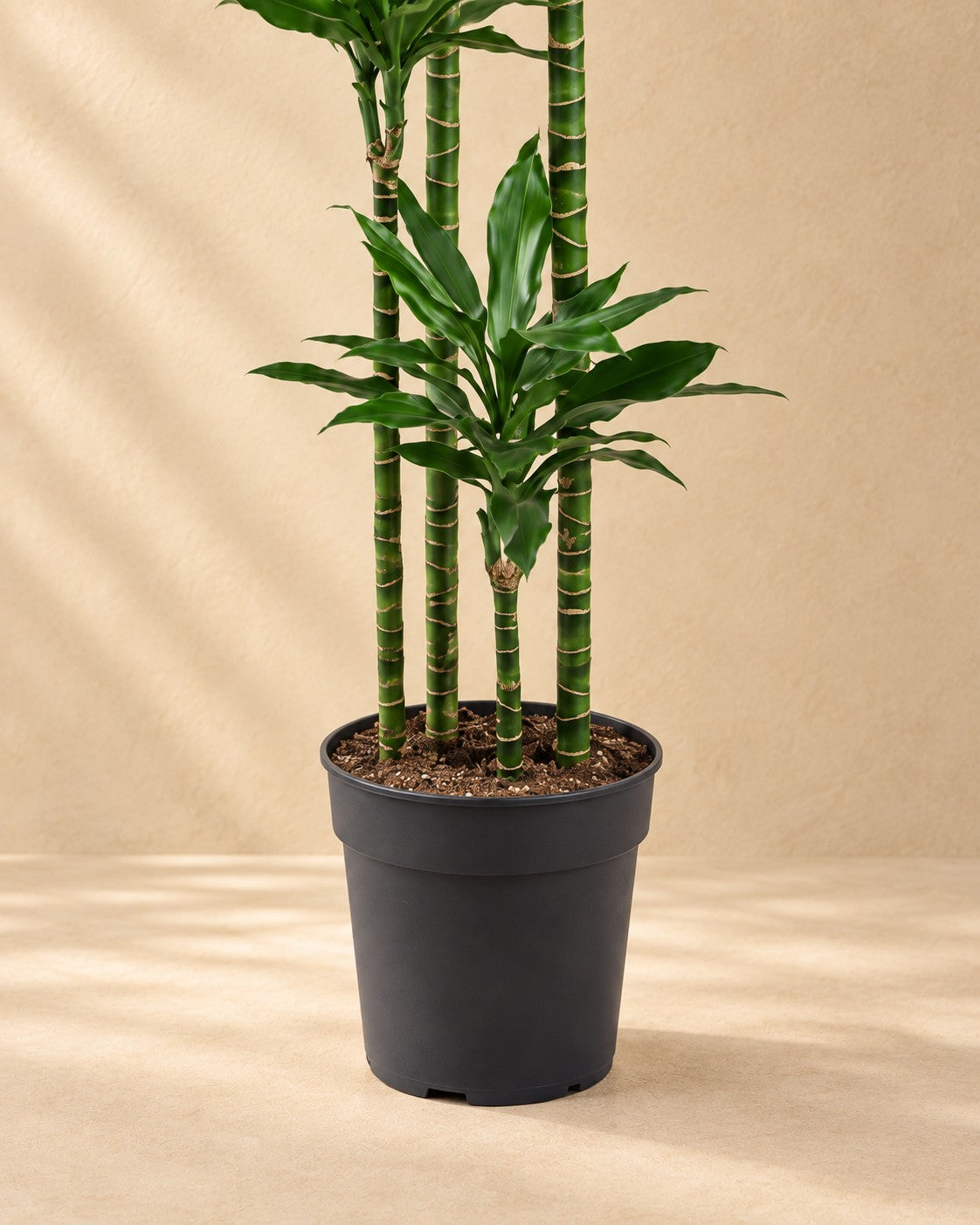 Onderste deel van de Drakenbloedboom Janet Lind XXL (Dracaena fragrans 'Janet Lind') met de kweekpot