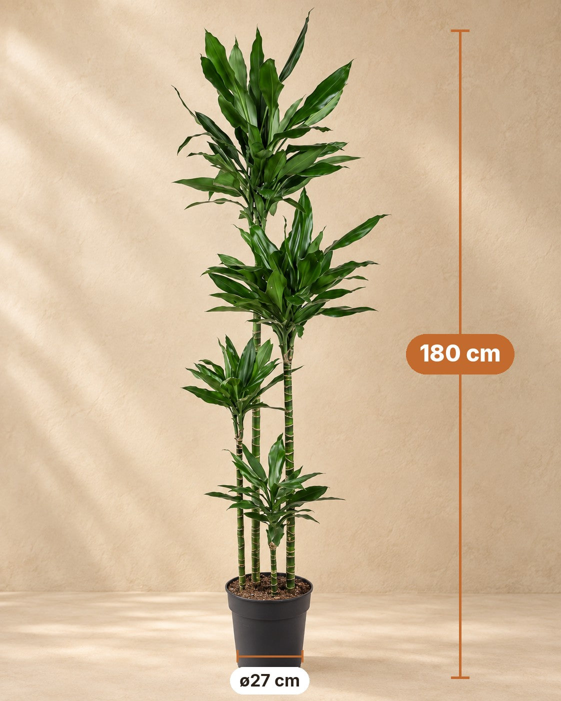 Afmetingen Drakenbloedboom Janet Lind XXL: 180 cm hoog, pot ø27 cm