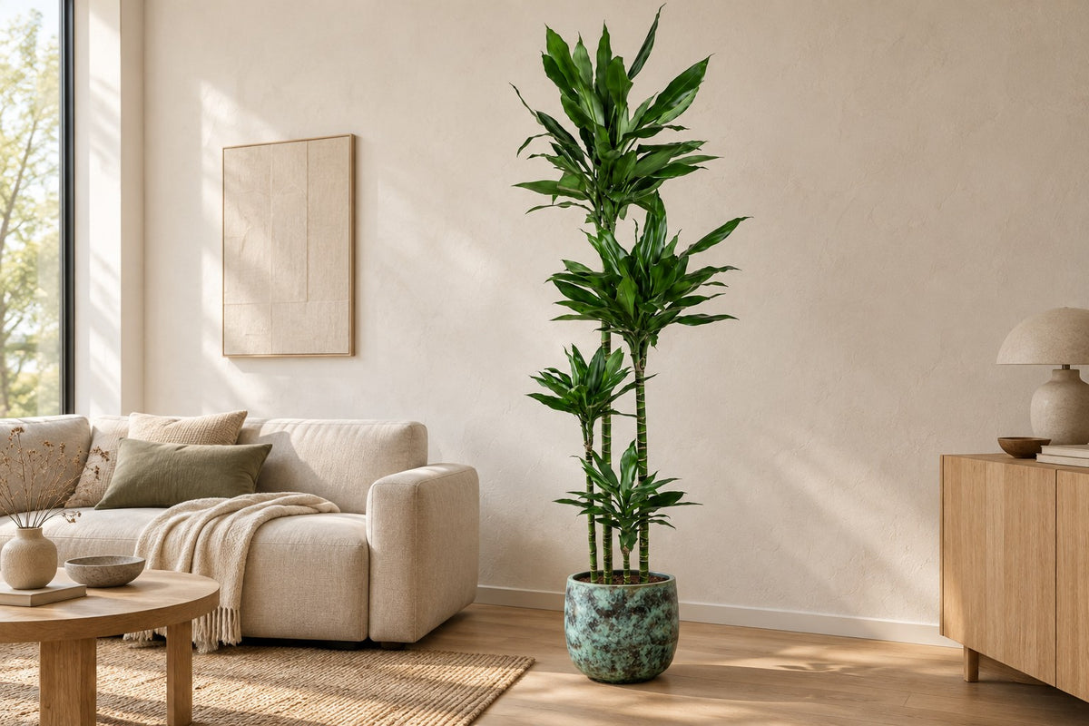 Drakenbloedboom Janet Lind XXL van 180 cm in sierpot Elisa Mystic Green in een lichte woonkamer