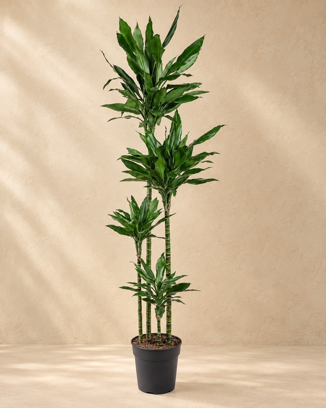 Drakblodsträd Janet Lind XXL (Dracaena fragrans 'Janet Lind'), 180 cm hög i en 27 cm odlingskruka