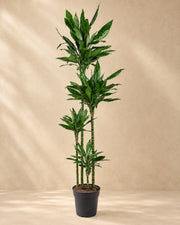 Drakenbloedboom Janet Lind XXL (Dracaena fragrans 'Janet Lind') van 180 cm hoog in kweekpot van 27 cm
